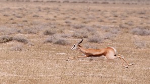 Flying springbok