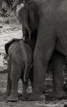 Desert elephants - parent and child