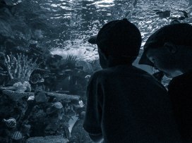 at-the-aquarium-1-matte