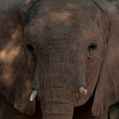 elephant-1