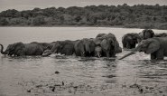 elephant-herd-zambezi-3