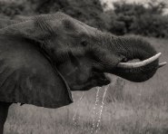 zambezi-elephants-4