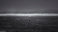 Breaching humpback, Walker Bay
