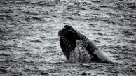 Humpback whale, Gansbaai
