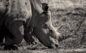 Rhino # 1