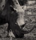 Rhino # 3