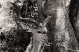 Kudu, St Lucia # 2