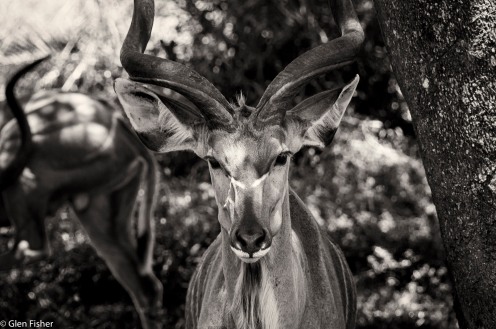 Kudu, St Lucia # 4