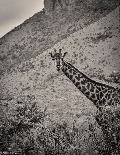 Giraffe, Marakele # 1