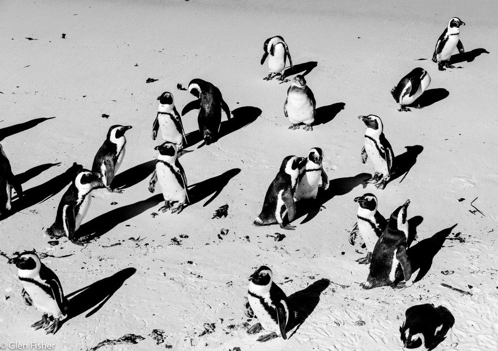 Of penguins and travel
