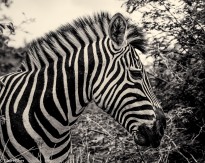 Zebra, Marakele # 5