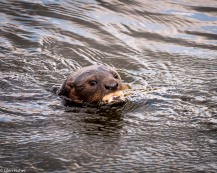 Otter, Marievale # 2