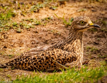 Spotted thick-knee (Dikkop) # 2