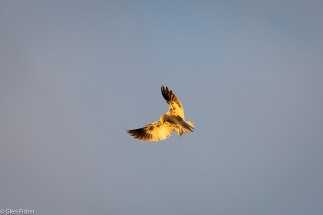 Black-Shouldered Kite # 1