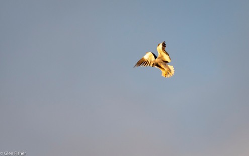 Black-Shouldered Kite # 2