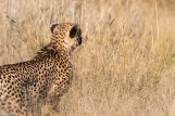 Cheetah, Madikwe # 1