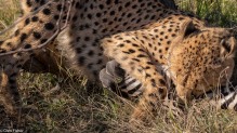 Cheetah, Madikwe # 15