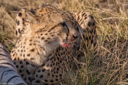 Cheetah, Madikwe # 21