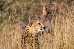 Cheetah, Madikwe # 6