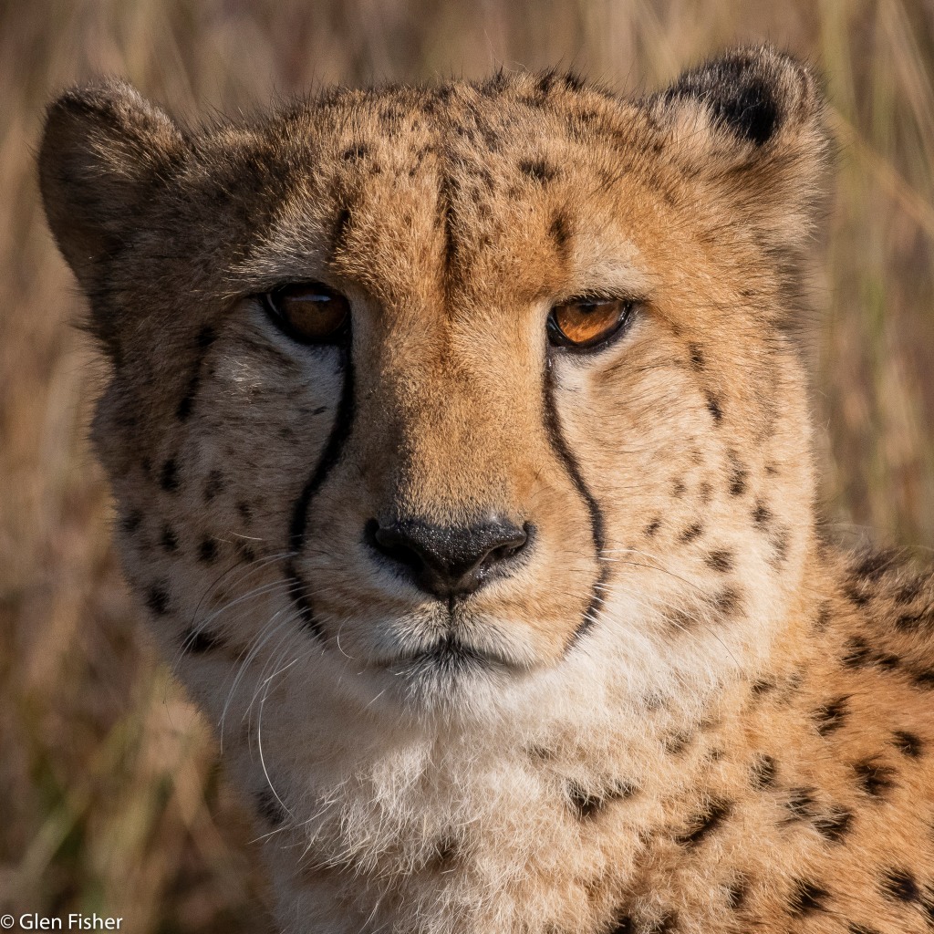 Cheetah hunting – twenty one images