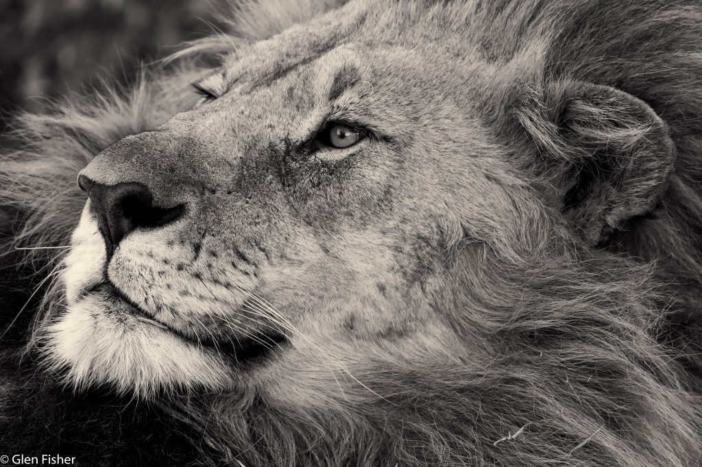 Madikwe Lion – two portraits, in black and white