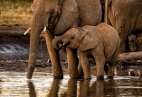 Madikwe elephants # 3