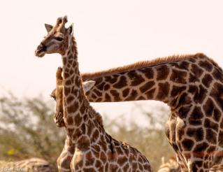 Giraffe, Madikwe # 1
